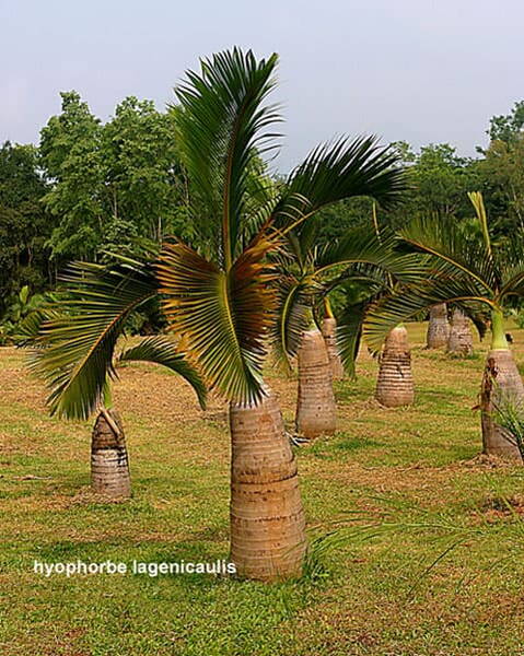 Mauriitsiuse pudelpalm Hyophorbe lagenicaulis