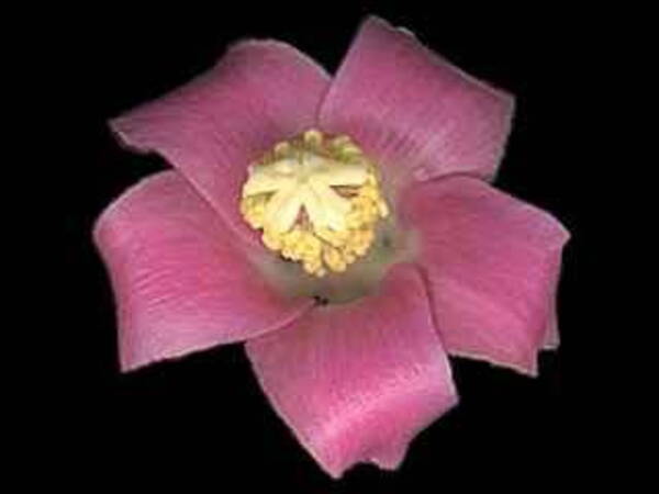 Lagunaria patersonii