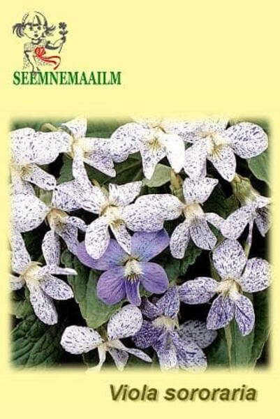 Liblikjas kannike Freckles Viola sororia