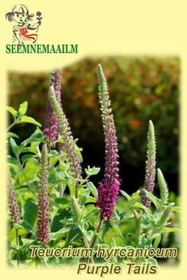 Caucasian germander "Purple Tails" (Wood Sage)