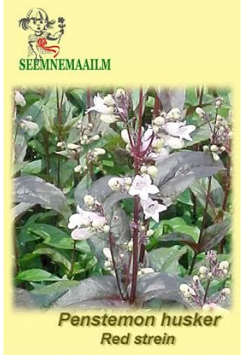 Пенстемон наперстянковый "Husker Red Superior Strain" (Penstemon digitalis)