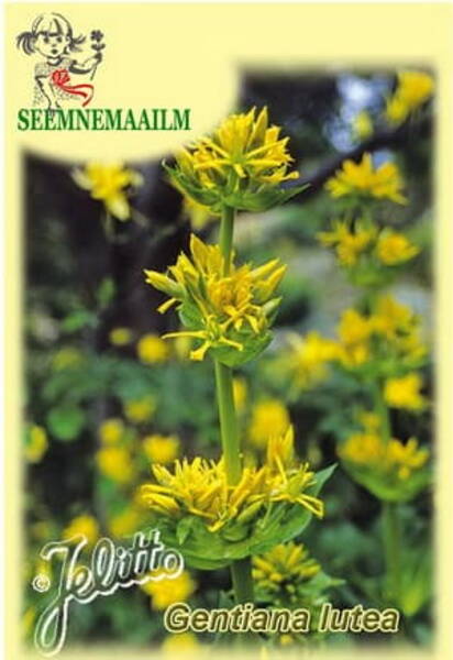 Great Yellow Gentian