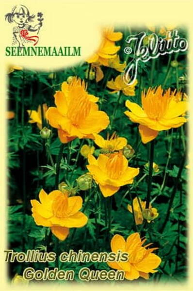 Купальница китайская "Golden Queen" (Trollius chinensis)