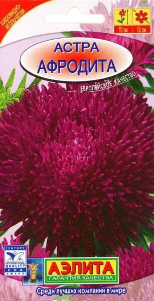 Aster "Afrodita"
