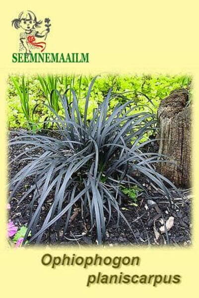 Maohabe "Nigrescens" (helesinine) OPHIOPOGON planiscarpus