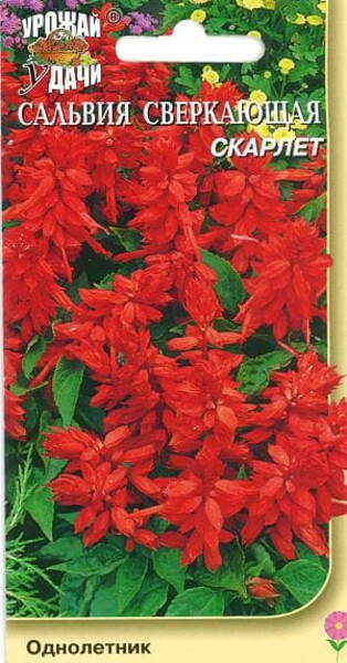 Bonfire sage "Scarlet"