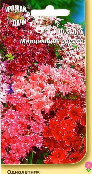Leeklill "Vilkuv Täht" Phlox drummondii nana compacta