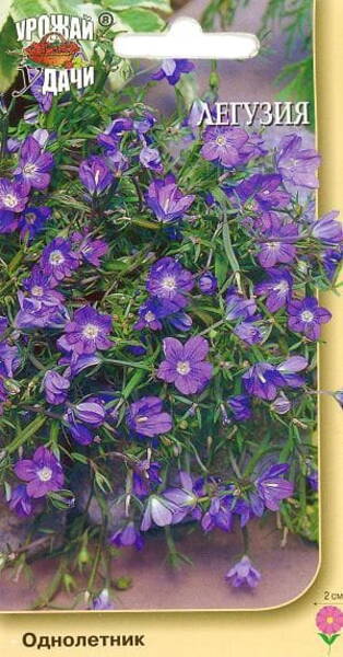 Peegellill Legousia speculum-veneris