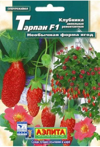 Decorative strawberry "Tarpan" F1