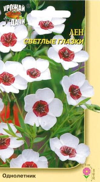 Lina suureõieline "Bright Eyes" (SVETLÕE GLAZKI) Linum grandiflorum