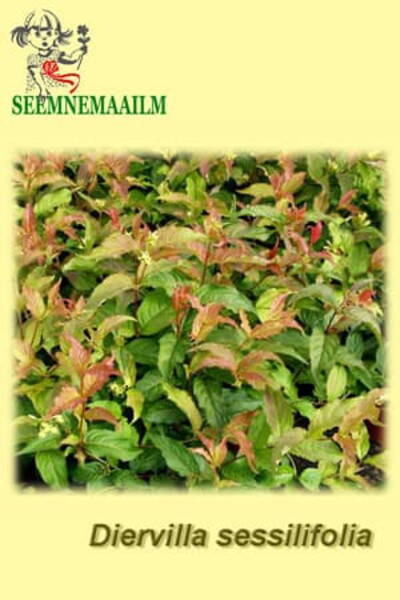 Teravalehine diervilla Diervilla sessilifolia