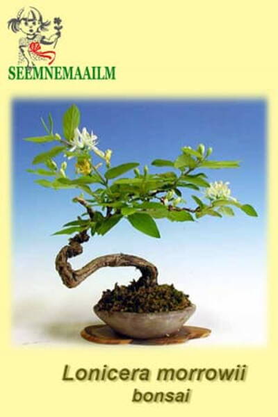 Morrow kuslapuu Lonicera morrowii