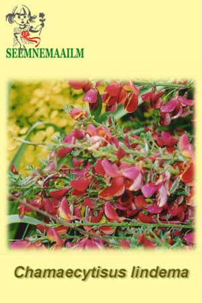 Ubapõõsas Lindemi Chamaecytisus lindema