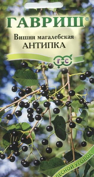 Lõhnav kirsipuu (mahaleb-kirsipuu) "Antipka" Prunus mahaleb