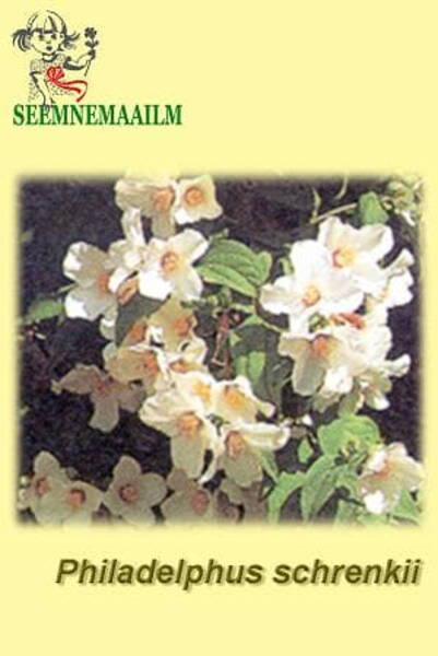 Schrencki ebajasmiin Philadelphus schrenkii Schrencki ebajasmiin Philadelphus schrenkii