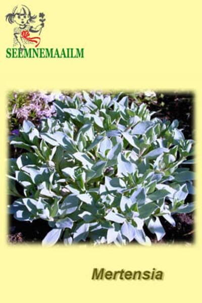 Mertensia karvane 