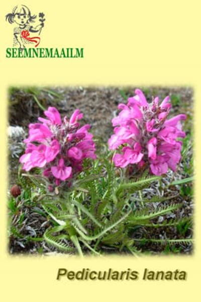 Kuuskjalg villane Pedicularis lanata
