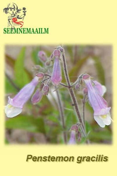Sale peekerlill Penstemon gracilis