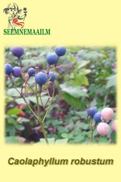Cohosh