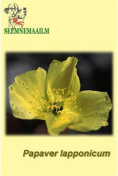 Lapi magun Papaver lapponicum