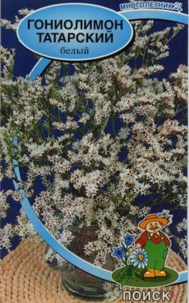 Parkjuur Tatarski valge Limonium tataricum