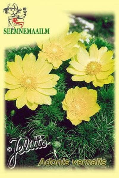 Адонис весенний (Горицвет весенний) Adonis vernalis