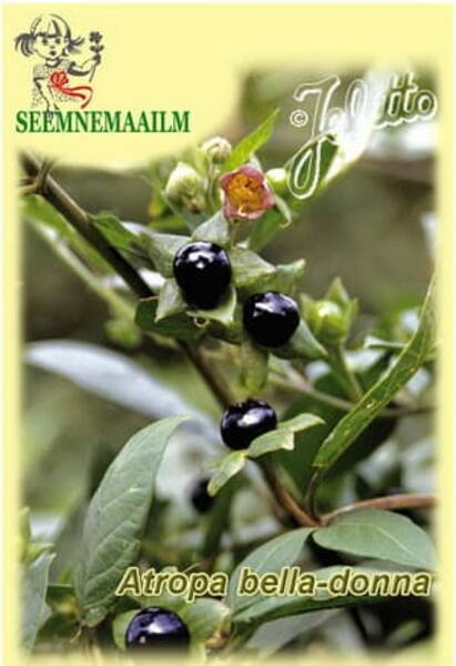 Красавка обыкновенная, беладонна, бешеная вишня (Atropa belladonna)