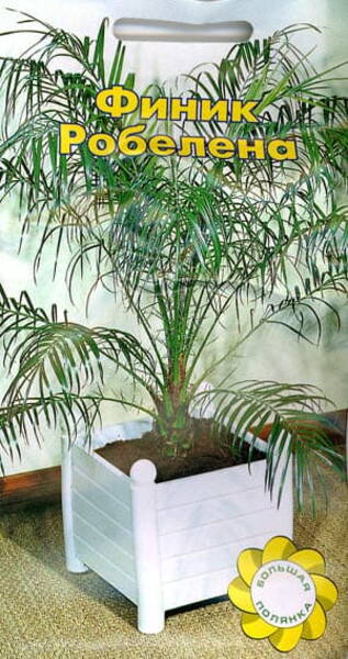 Laose datlipalm Phoenix Roebelenii