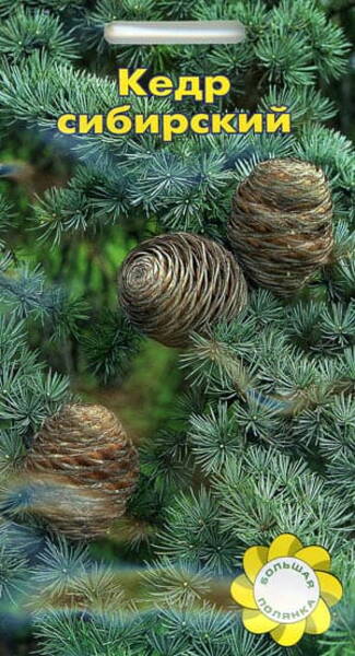 Siberi seeder Cedrus sibirica