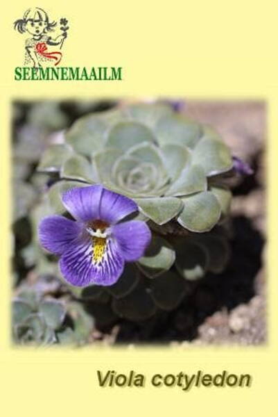 Viola cotyledon