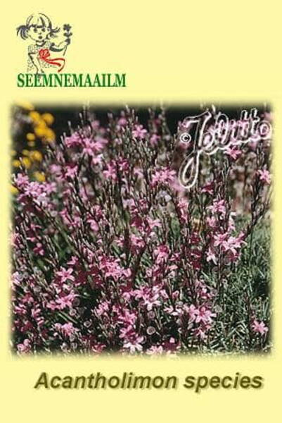 Siilirohi Acantholimon species