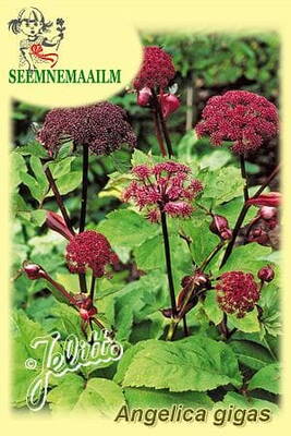 Korean angelica