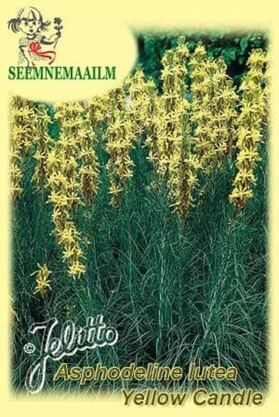 Асфоделина жёлтая (Asphodeline lutea) Асфоделина жёлтая (Asphodeline lutea)