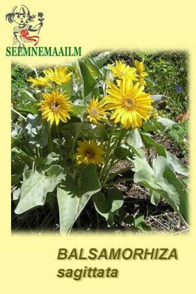 Noollehine palsamjuur Balsamorhiza sagittata