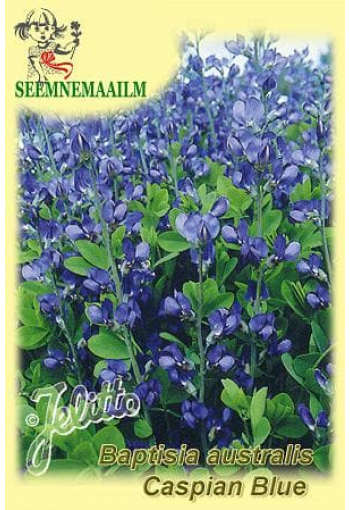 Blue wild indigo "Caspian Blue" (plains baptisia, rattlebush)