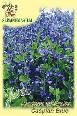 Baptiisia sinine "Caspian Blue"