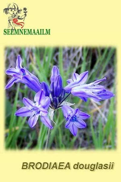 Suvitähik suureõieline Brodiaea douglasii