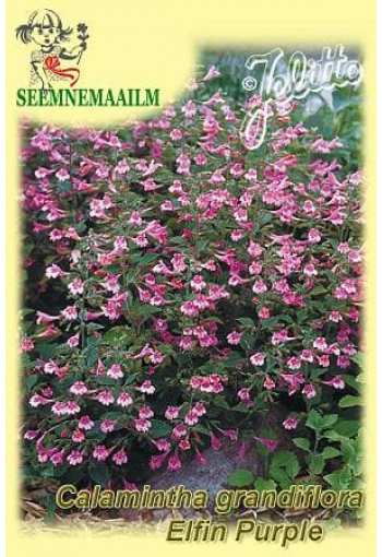 Душевик крупноцветковый (Calamintha grandiflora)