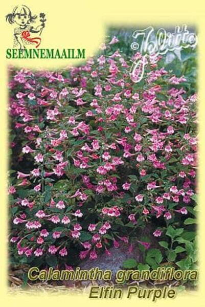 Душевик крупноцветковый (Calamintha grandiflora)