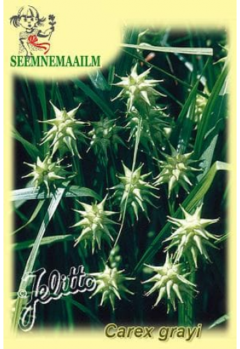 Осока Грея (Carex grayi)