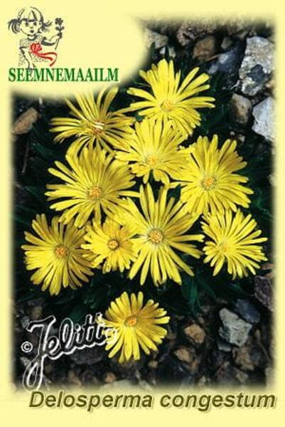 Maukleht Delosperma congestum