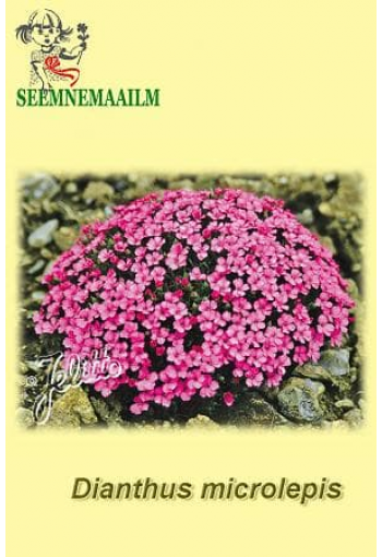 Гвоздика мелкочешуйчатая (болгарская) Dianthus microlepis