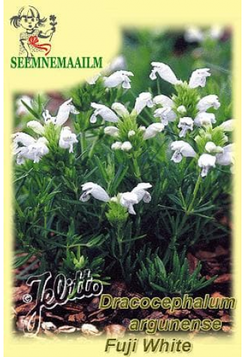 Tondipea arguni "Fuji White"