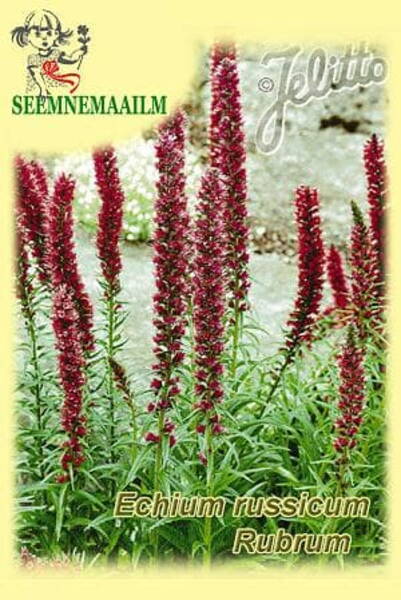 Эхиум русский (Echium russicum rubrum)