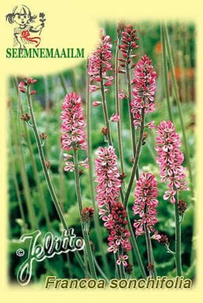 Mõrsjavanik tšiili