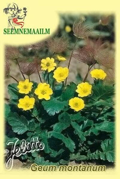 Гравилат горный (альпийский) Geum montanum