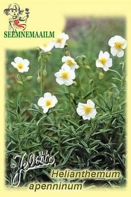 Гелиантемум апеннинский (Helianthemum apenninum)