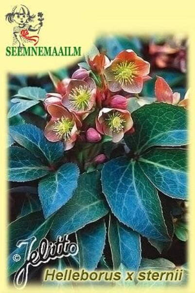 Sterni lumeroos Helleborus x sternii