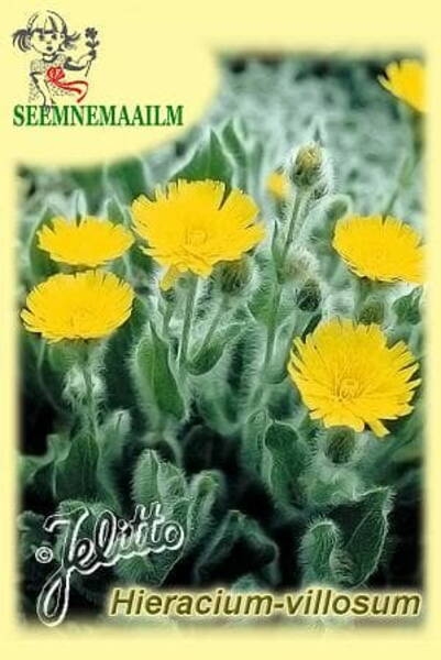 Ястребинка мохнатая (Hieracium villosum)