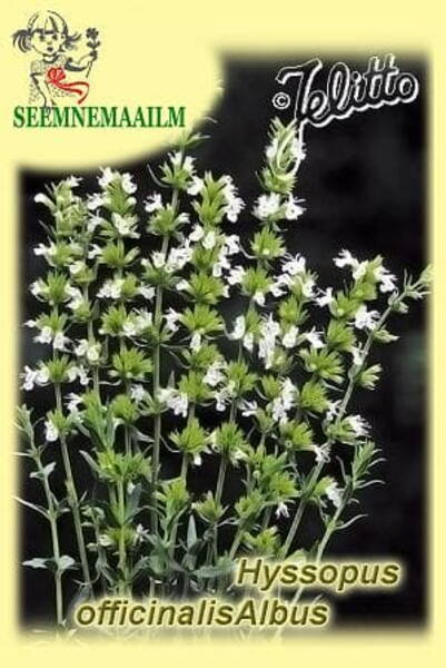 Иссоп лекарственный белый "Albus" (Hyssopus officinalis)